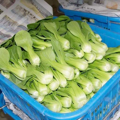 2021现摘新鲜蔬菜上海青小油菜农家自种蔬菜类小青菜绿叶菜小白菜顺丰