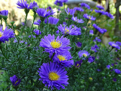 紫色雏菊菊花花卉图片